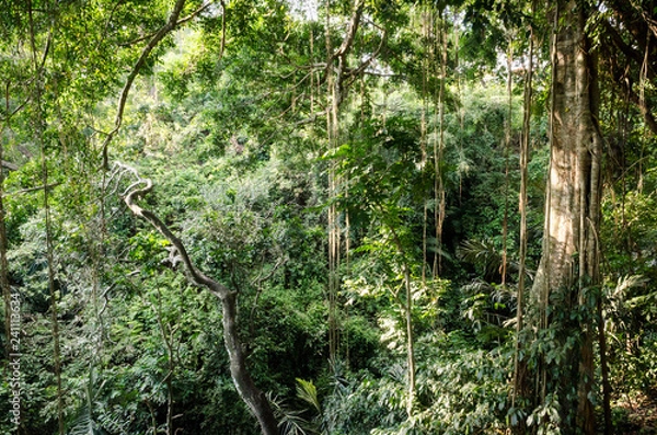 Obraz Bali tropical jungle