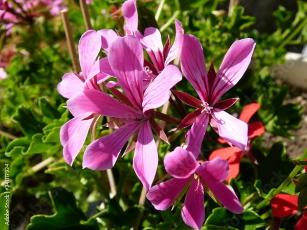 Fototapeta Geranium 