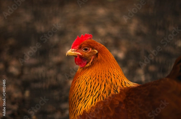 Obraz Portrait einer Henne