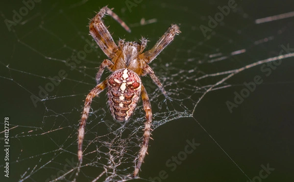 Obraz Kreuzspinne