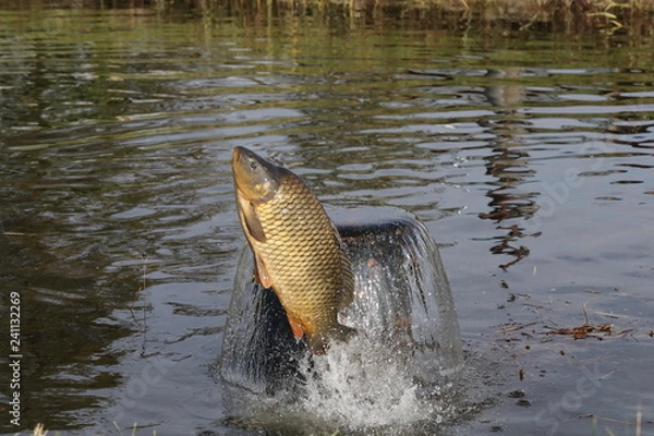 Obraz Carp jumps over the water