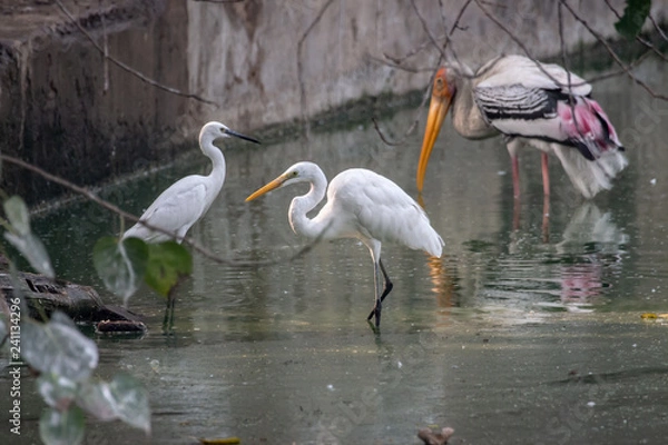 Fototapeta Water Birds