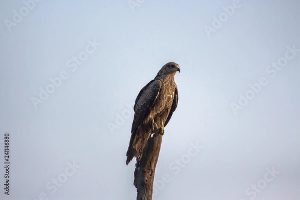 Fototapeta Black Kites