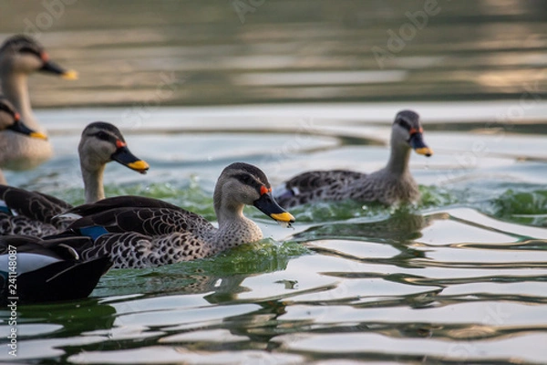 Obraz Indian Spot Billed Ducks