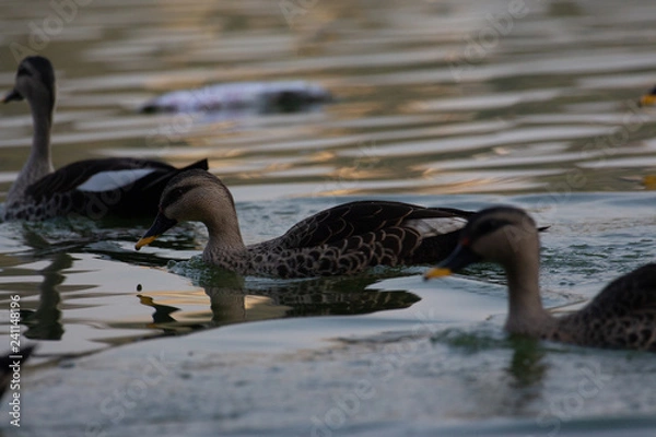 Obraz Indian Spot Billed Ducks