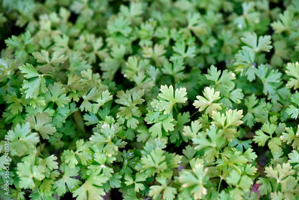 Fototapeta Hydroponic parsley seedlings