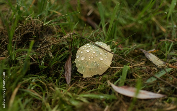 Fototapeta Small water drops on fallen leaf 