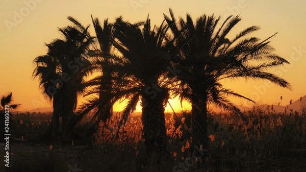 Fototapeta Palms at Sunset