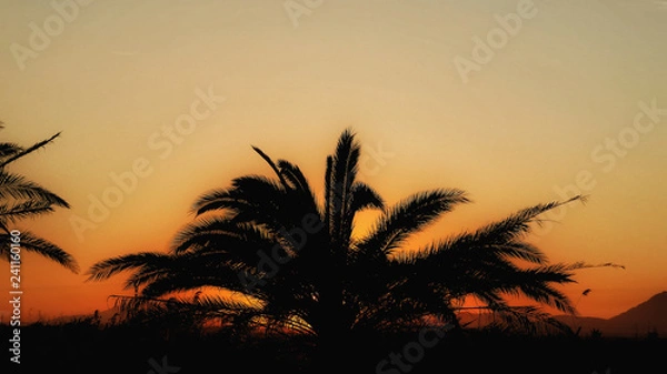 Fototapeta Palm Trees