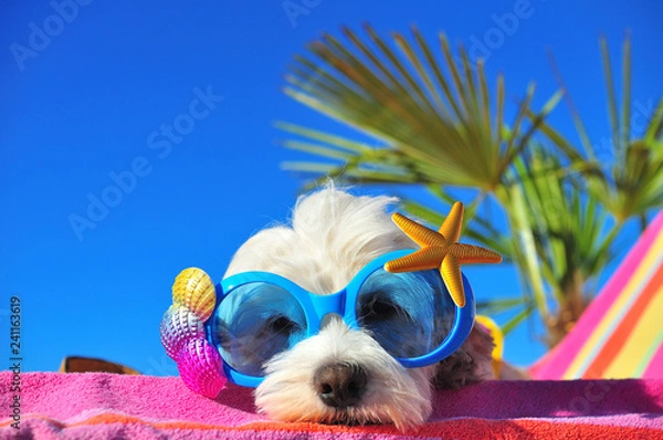 Obraz funny dog with sunglasses