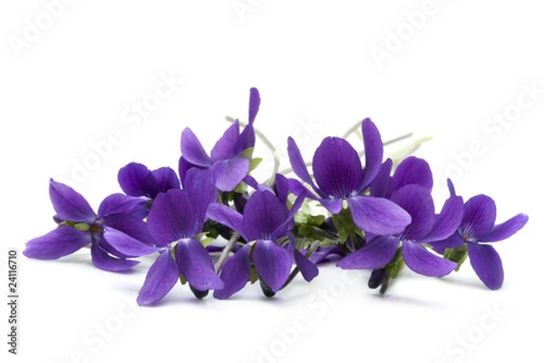 Fototapeta Violets