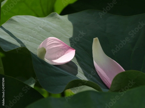 Obraz ハスの花びら