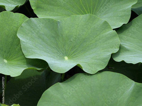 Obraz ハスの葉