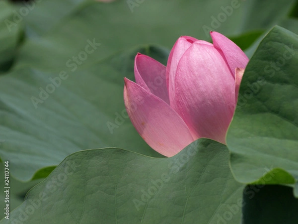 Obraz 大賀ハスの花