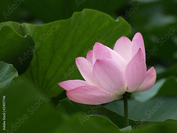 Fototapeta 大賀ハスの花