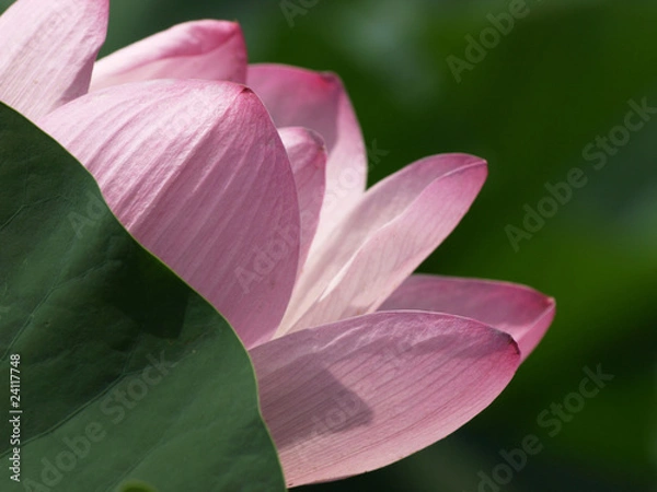 Obraz 大賀ハスの花