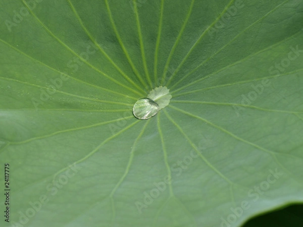 Obraz ハスの葉と水玉
