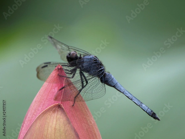 Obraz ハスの蕾とシオカラトンボ