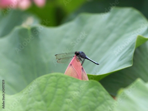 Obraz ハスの蕾とシオカラトンボ