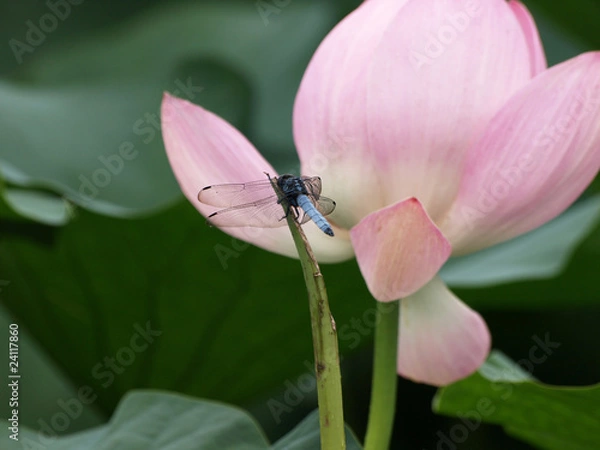 Obraz ハスの花とシオカラトンボ