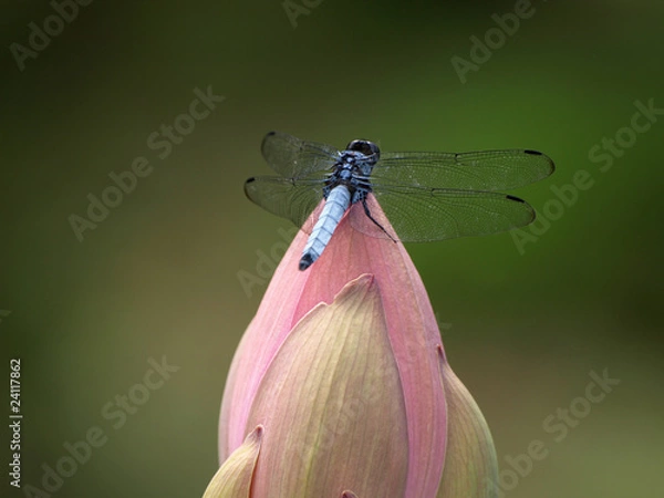 Obraz ハスの蕾とシオカラトンボ