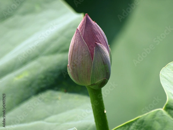 Obraz ハスの蕾
