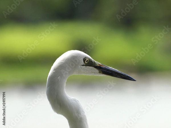 Obraz コサギの顔