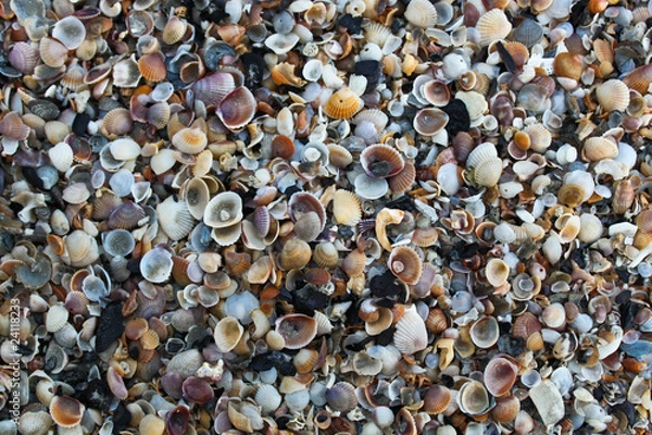 Fototapeta Sea shell background on the beach.