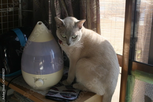 Fototapeta 悪だくみ