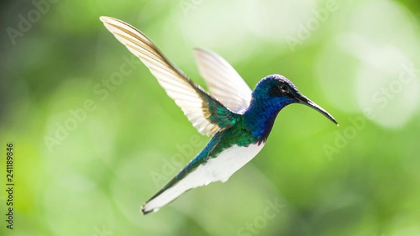 Fototapeta Humming Bird