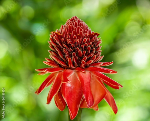 Obraz closeup of red flower