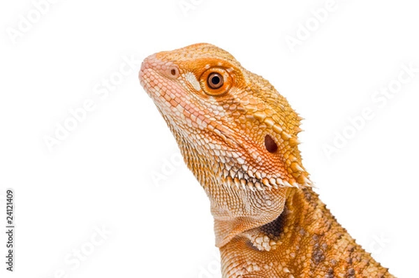 Obraz Dragon Portrait