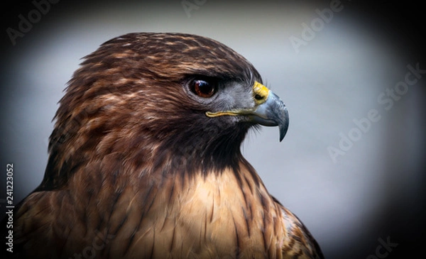 Obraz Red tailed hawk portrait