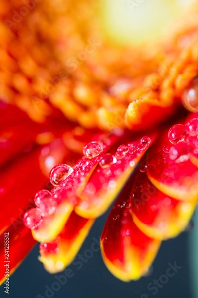 Fototapeta Macro shot of an orange daisy with water droplets.