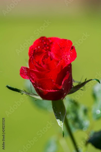 Obraz Red rose on green background.