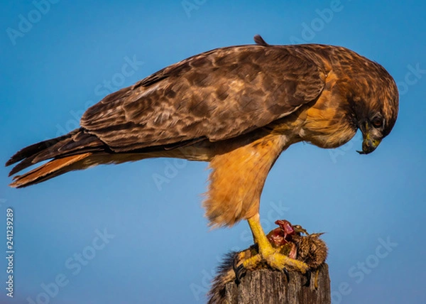 Fototapeta Red tail hawk eating