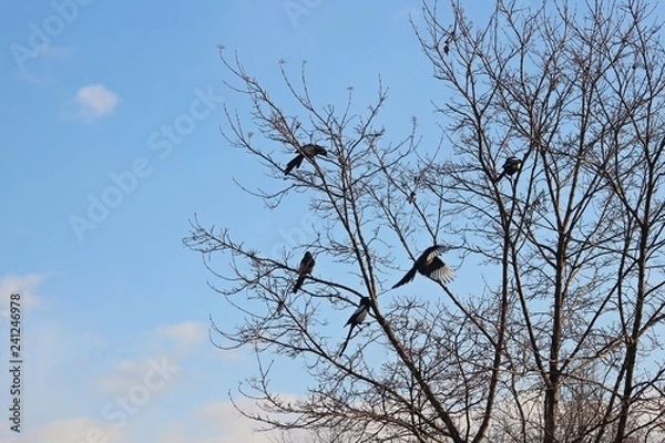 Fototapeta 겨울나무에 까치