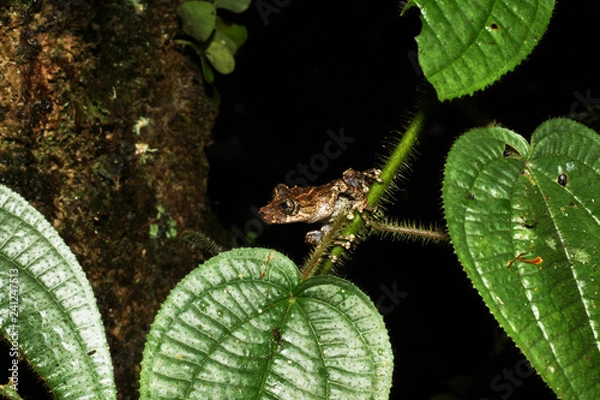 Obraz Cammo frog on leaf