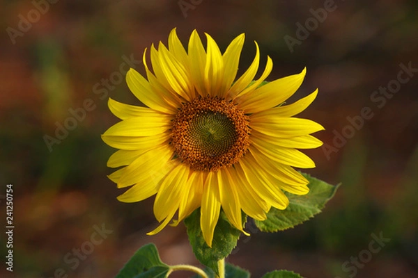 Obraz sunflower in the field
