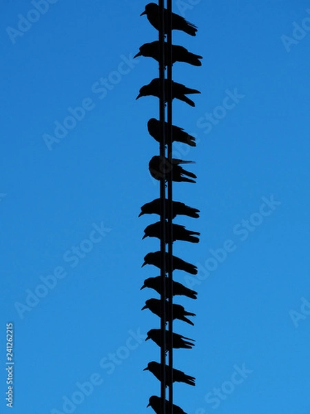 Obraz 電線にとまるカラス