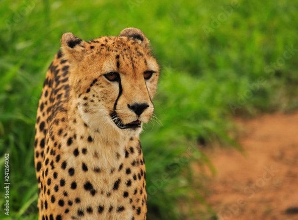 Obraz Cheetah Portrait