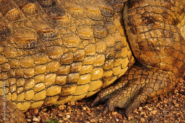 Obraz Crocodile Skin 