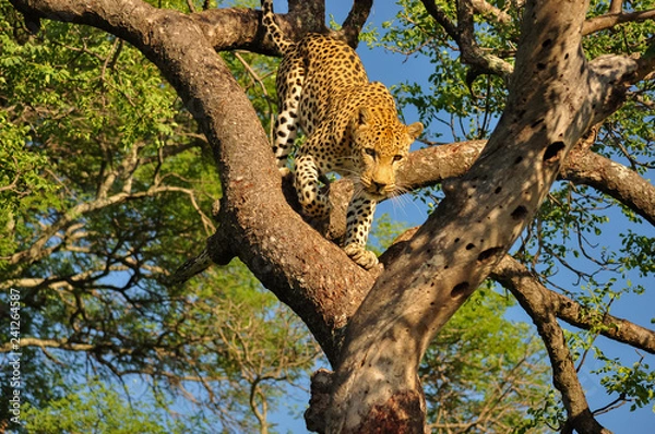 Obraz Leopard Climbing Down
