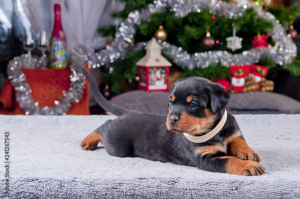 Obraz Szczeniak Rottweiler w świątecznej scenerii. 