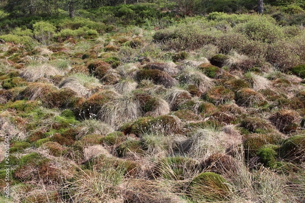 Obraz Bieszczady 2018