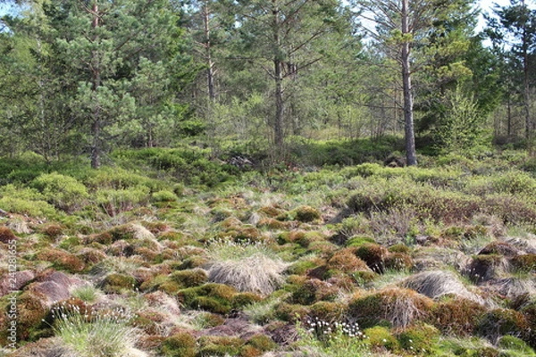 Obraz Bieszczady 2018