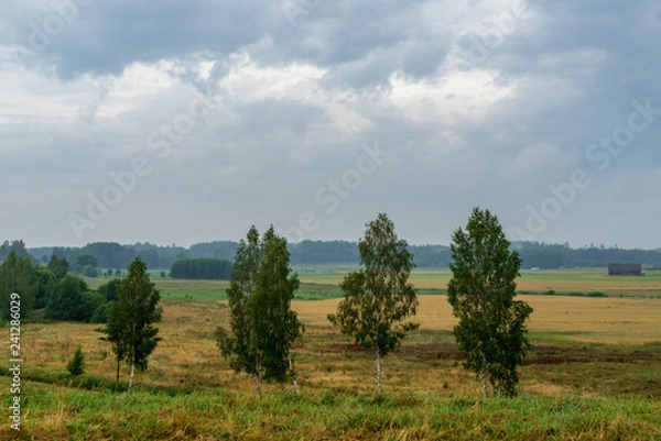 Fototapeta single isolated tree in green meadow field in summer