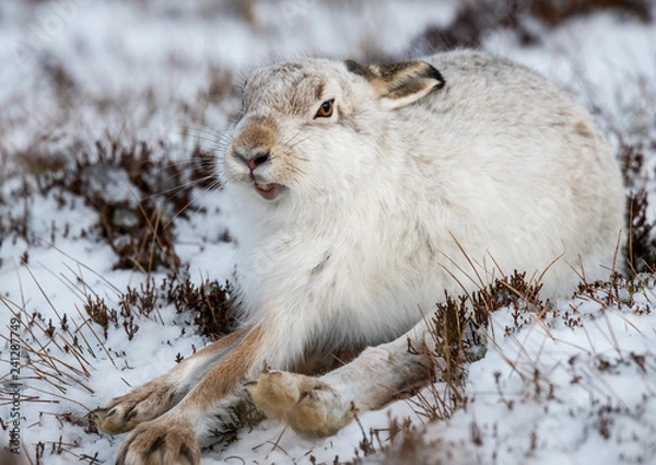 Fototapeta Mountain hare