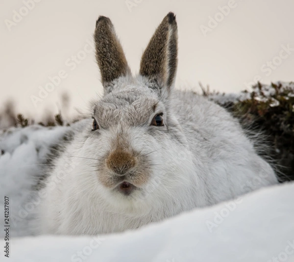 Fototapeta Mountain hare