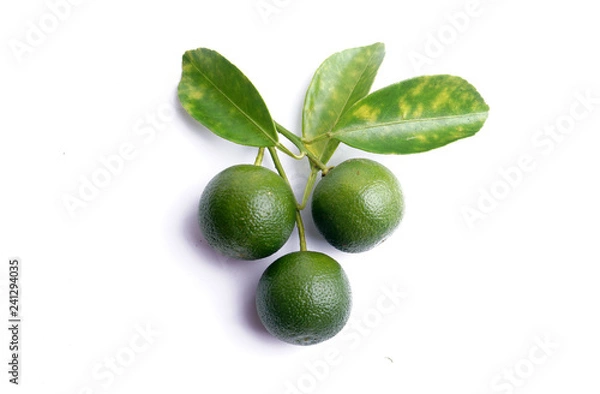 Obraz Fresh calamondin fruit on white background